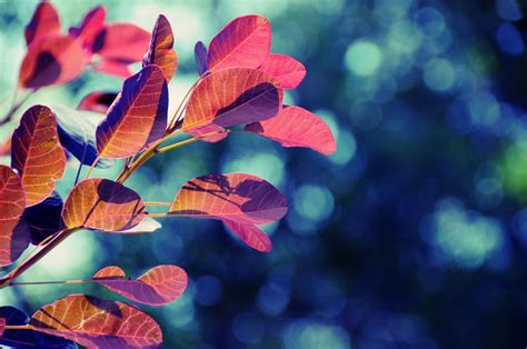 Wallpaper Sunlight Leaves Nature Red Plants Branch Blue