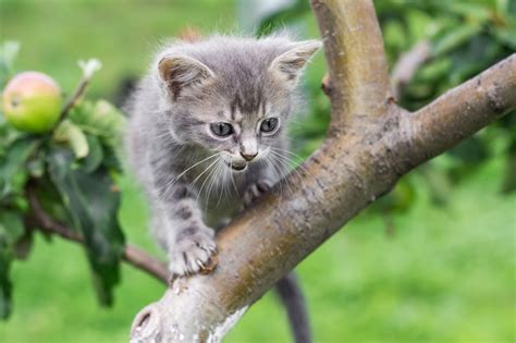 Premium Photo Little Gray Kitten On A Tree