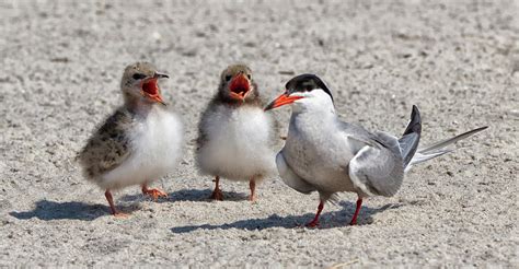 Baby Terns With Parent 4660 Photograph By Deidre Elzer Lento Fine Art