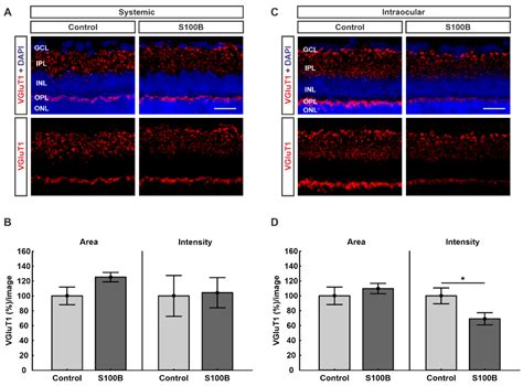 Ijms Free Full Text Synapse And Receptor Alterations In Two