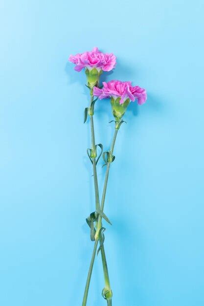 Premium Photo Two Pink Carnation Flowers On A Blue Background Top View