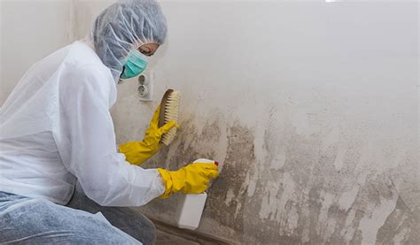 Mold Damage: Does Mold-killing Paint Really Work?