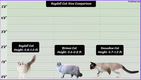 Ragdoll Cat Size How Does It Compare With Other Cat Breeds?