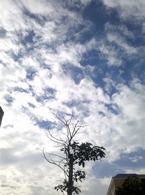 Free Images Tree Nature Horizon Branch Cloud Sky Sunlight