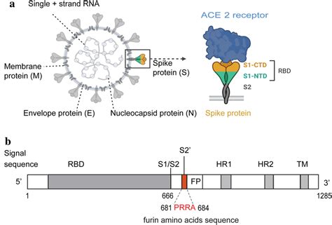 Schematic Of The Sars Cov 2 Virus Spike Protein And Ace2 Receptor With