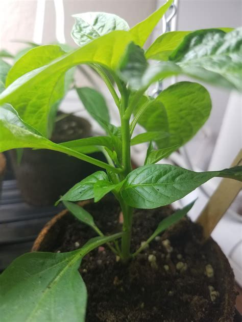 Is topping always the best idea? Peter peppers seem to be working out ...