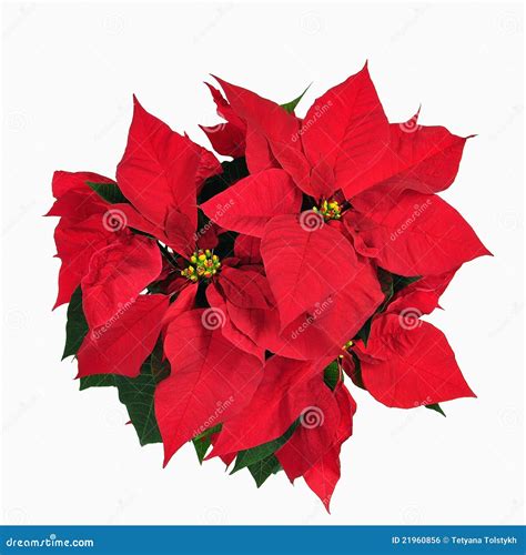 Red Christmass Flower Stock Photo Image Of Year Celebration 21960856