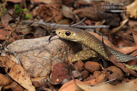 Eastern Brown Snake Pseudonaja Textilis Dale Mengel Photography