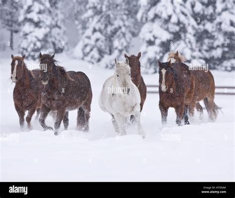 Horses Running Through Montana Snow Stock Photo Alamy