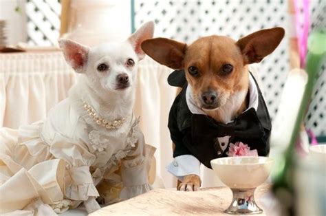 Beverly Hills Chihuahua