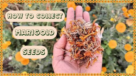 How To Collect Marigold Flower Seeds Harvesting Marigold Seeds