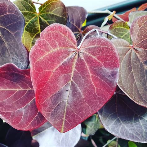 Be still, my heart! ♡ This is what an Eastern Redbud tree's leaves look ...