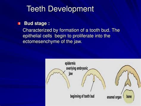 Ppt Teeth Development Powerpoint Presentation Free Download Id1716234