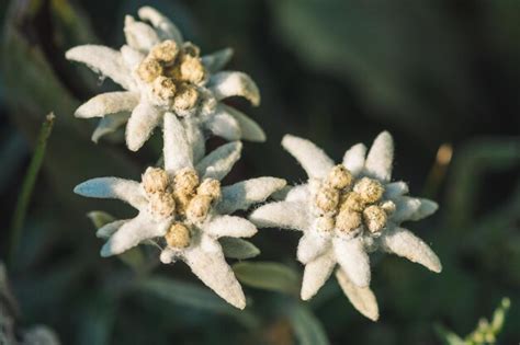 Premium Photo Stella Alpina Edelweiss Flower Alpine Flower Rare