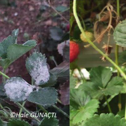 Symptoms Of Powdery Mildew Sphaerotheca Macularis F Sp Fragariae In