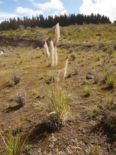 Poaceae Bis Rubiaceae Fotoreiseberichte De