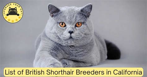 British Shorthair Breeders California | Kittens & Cats for Sale