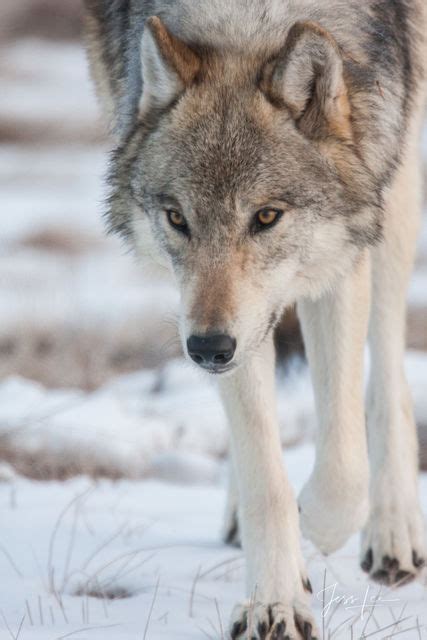 Wolf Photography 101 How To Photograph Wild Wolves Photos By Jess Lee