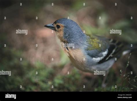 Birds Of Madeira Hi Res Stock Photography And Images Alamy