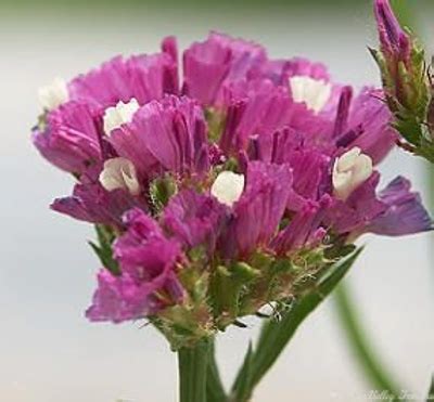 Organic Limonium Sinuatum American Beauty Rose Statice Plants From