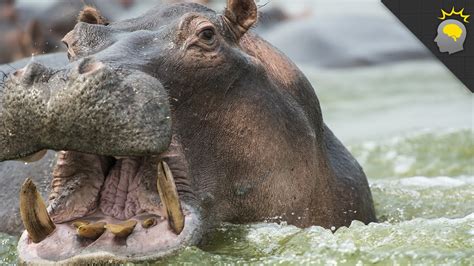 Amazing Hippopotamus Facts That Everyone Should Know Hippo Haven