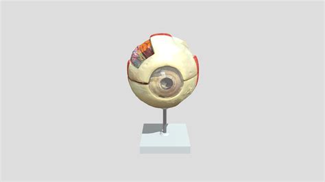 External Structure of the Eye - 3D model by virtual_lab [6d24433 ...