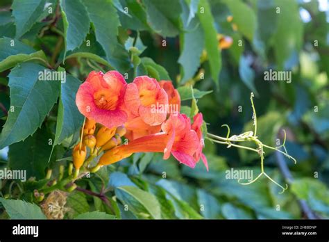 Red Flowers Of Campsis Grandiflora In Blossoming During Summer Campsis