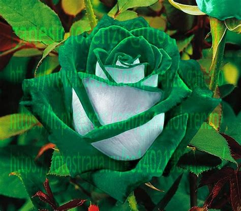 Green green blue roses | Unusual flowers, Beautiful rose flowers ...