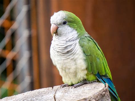 Loro, plumas blancas verdes Fondos de pantalla | 1920x1440 Fondos de ...