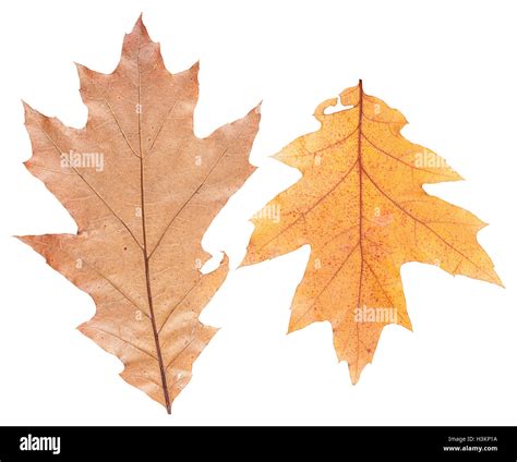 Set Of Autumn Maple Leaves Isolated Stock Photo Alamy