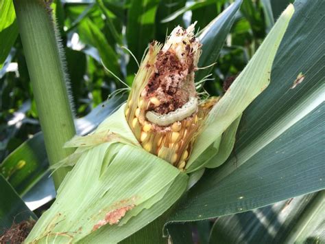 Should We Worry About Earworms In Bt Corn Nc State Extension