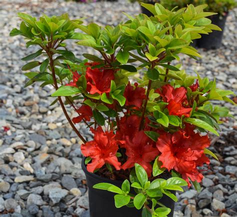 Girard S Hot Shot Azalea Green Foliage Single Reddish Orange Flowers Free Delivery