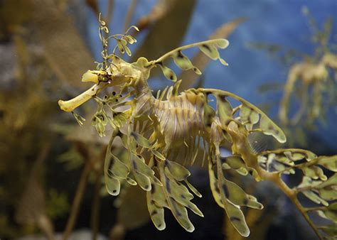 Dollzis: Leafy Sea Dragon Habitat Facts