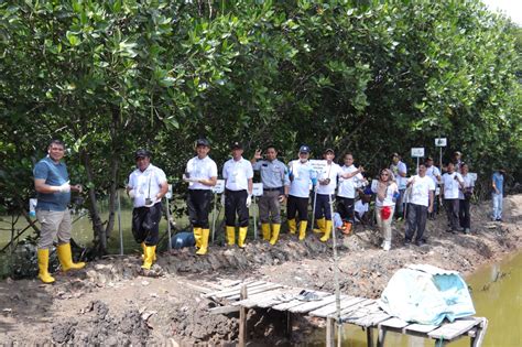 Program TJSL PLN Batam Tanam 5 000 Bibit Mangrove Di Kawasan Hutan