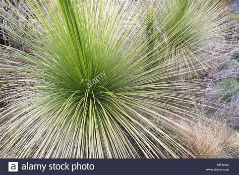 spindly plant stock  spindly plant stock images alamy
