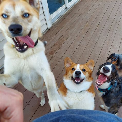 The Importance of Dog Socialization — Jackie & Joe's Pet Care