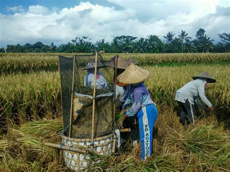 Gambar Pemandangan Sawah Di Bali - Gambar Pemandangan Indah