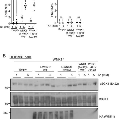 WNK1 Is Required For K Induced ENaC Activity And SGK1