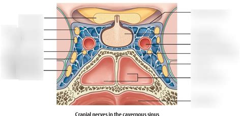 cranial nerves in the cavernous sinus Diagram | Quizlet