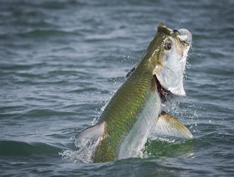 Florida Tarpon Fishing Photo Gallery Swe