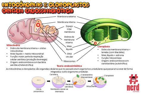 Cloroplastos E Mitocôndrias