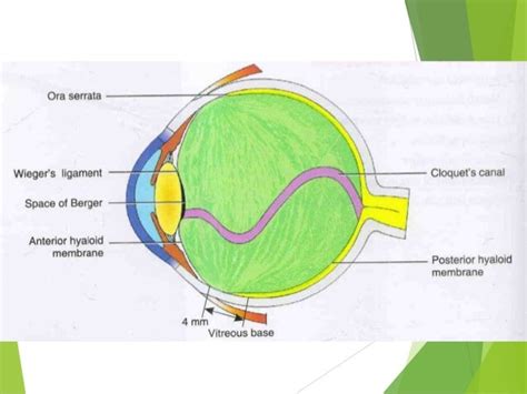 Anatomy of crystalline lens by Dr. Aayush Tandon