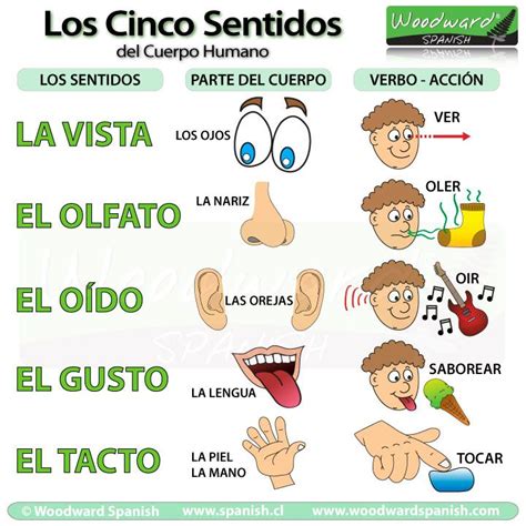 Los Cinco Sentidos En Ingles Y EspaÃol Uno