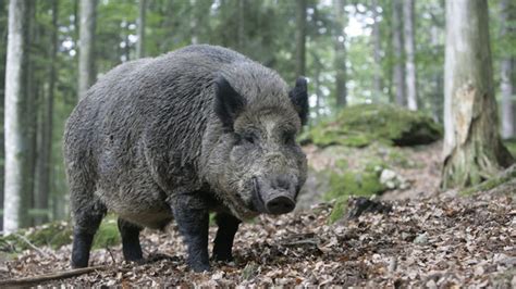 Das Wildschwein Steckbrief Des Waldbewohners