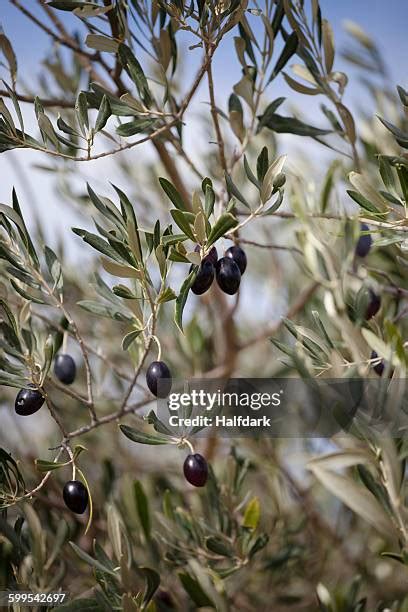 977 Black Olive Tree Stock Photos High Res Pictures And Images