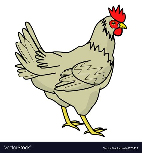 Chicken Royalty Free Vector Image - VectorStock