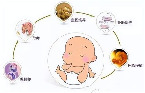 试管婴儿的胚胎和囊胎（你所知道的） 幼儿百科 魔术铺