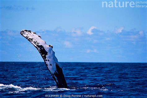 Stock Photo Of Humpback Whale Megaptera Novaeangliae Performing A