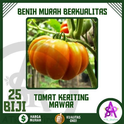 Jual Hidroponik 25 Biji Benih Tomat Mawar Keriting Shopee Indonesia