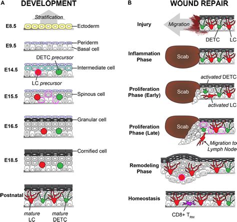 Frontiers Building Vs Rebuilding Epidermis Comparison Embryonic